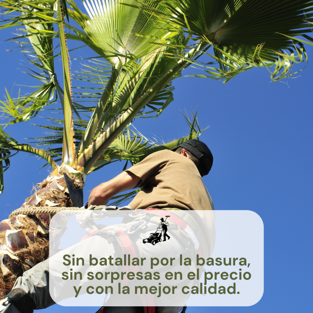 PODA DE ARBOLES Y PALMERAS
